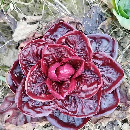 La Crota Guest house 3*